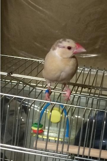 シナモン文鳥の雛