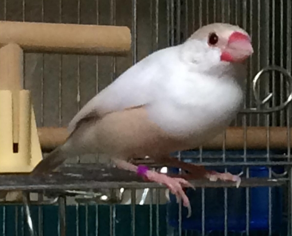 クリーム文鳥誕生