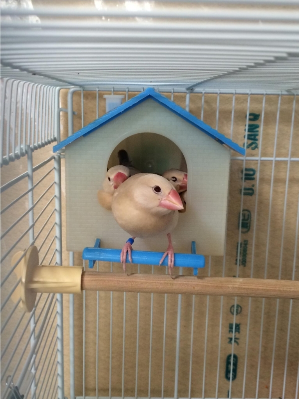 クリーム文鳥 シナモン文鳥のひな