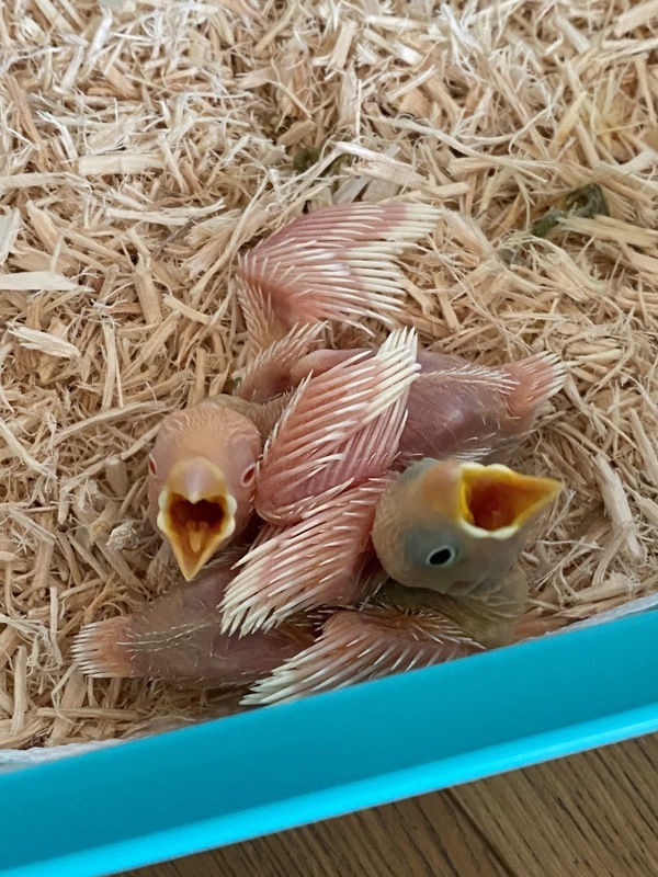 クリーム文鳥販売中！ 福岡県